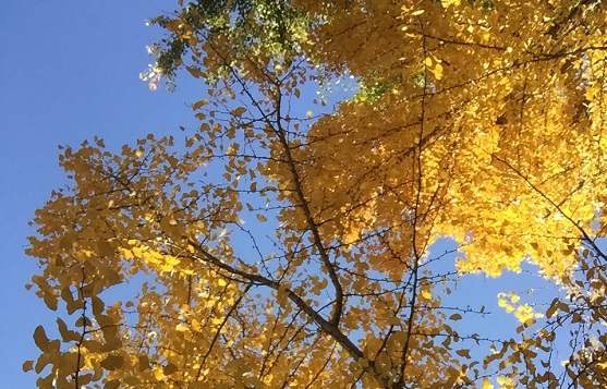 北京工商登記注冊公司的程序如何操作？