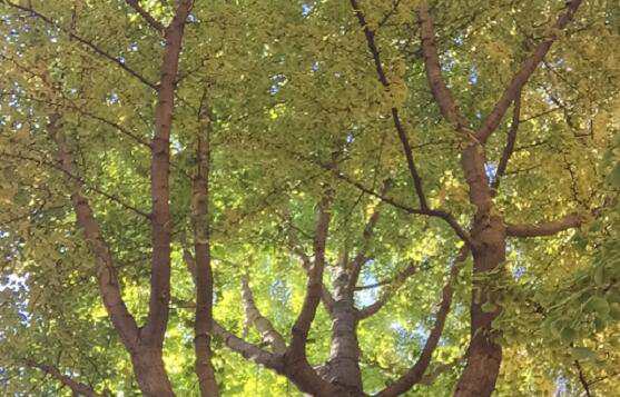 烏魯木齊注冊(cè)公司機(jī)構(gòu)代碼查詢及辦理步驟介紹